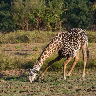 South Luangwa - Thornicroft's giraffe